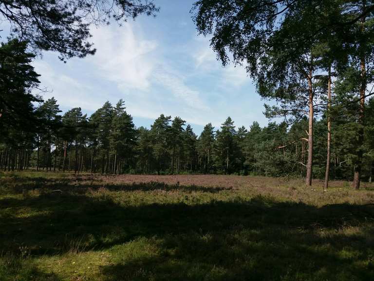 Heidefläche im Naturschutzgebiet Moosheide Wanderungen und Rundwege