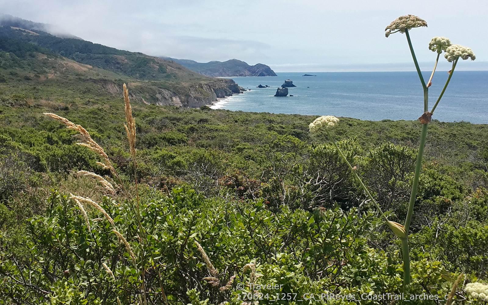 Flowering plants in foreground, overlooking green coastal hills and ocean with sea stacks.