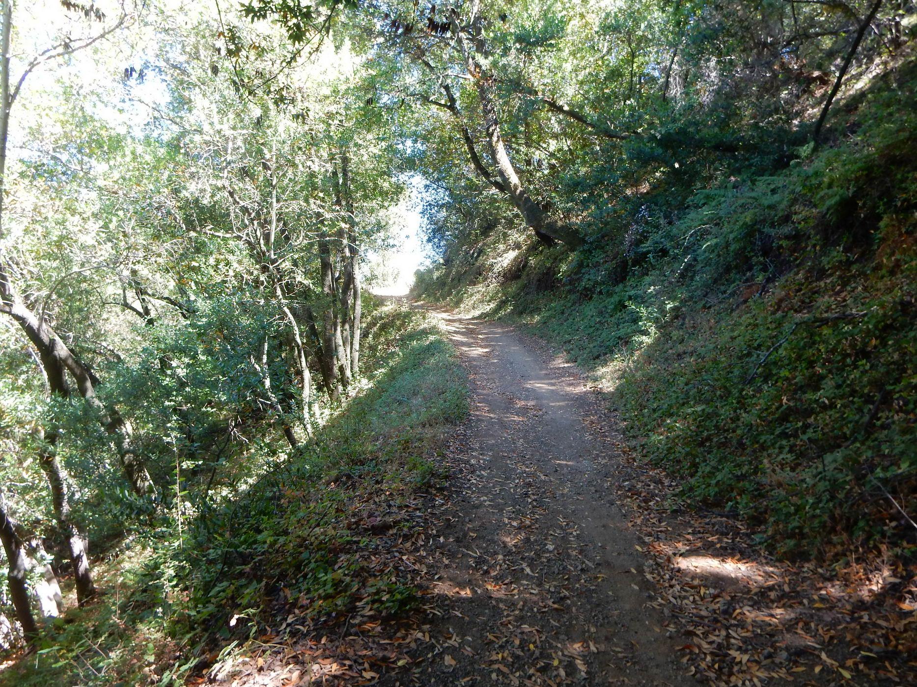A shaded dirt path winding uphill through a dense, sunlit forest.
