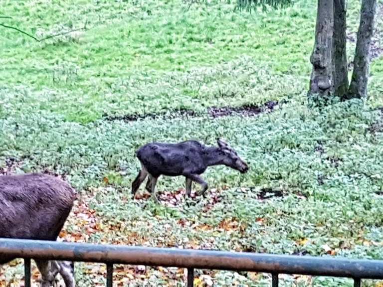 Tierpark Suhl: Wanderungen und Rundwege | komoot