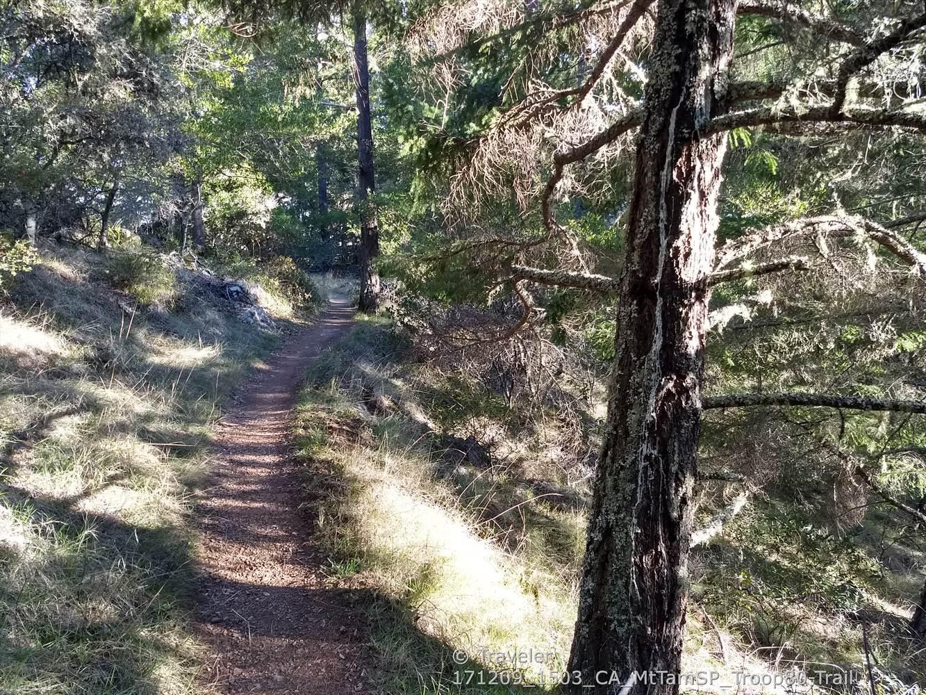 A sunlit dirt path through a sparse forest with long shadows.