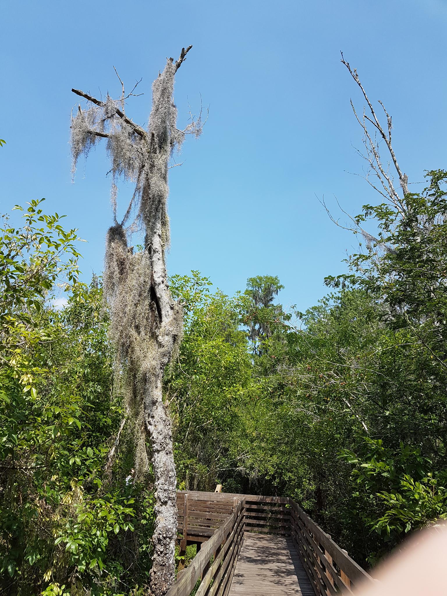 Tall dead tree with Spanish moss next to a wooden boardwalk under a clear sky.