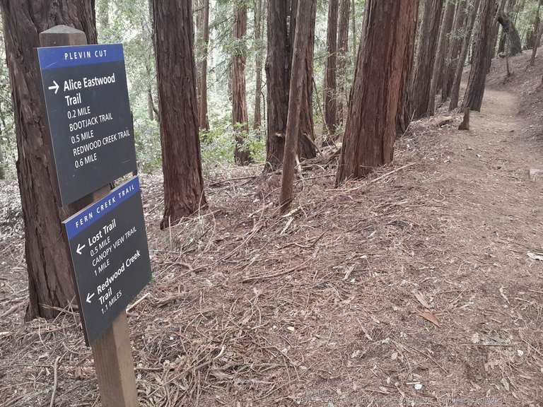 Camp Alice Eastwood ⛺️🌲 Routes for Walking and Hiking Komoot