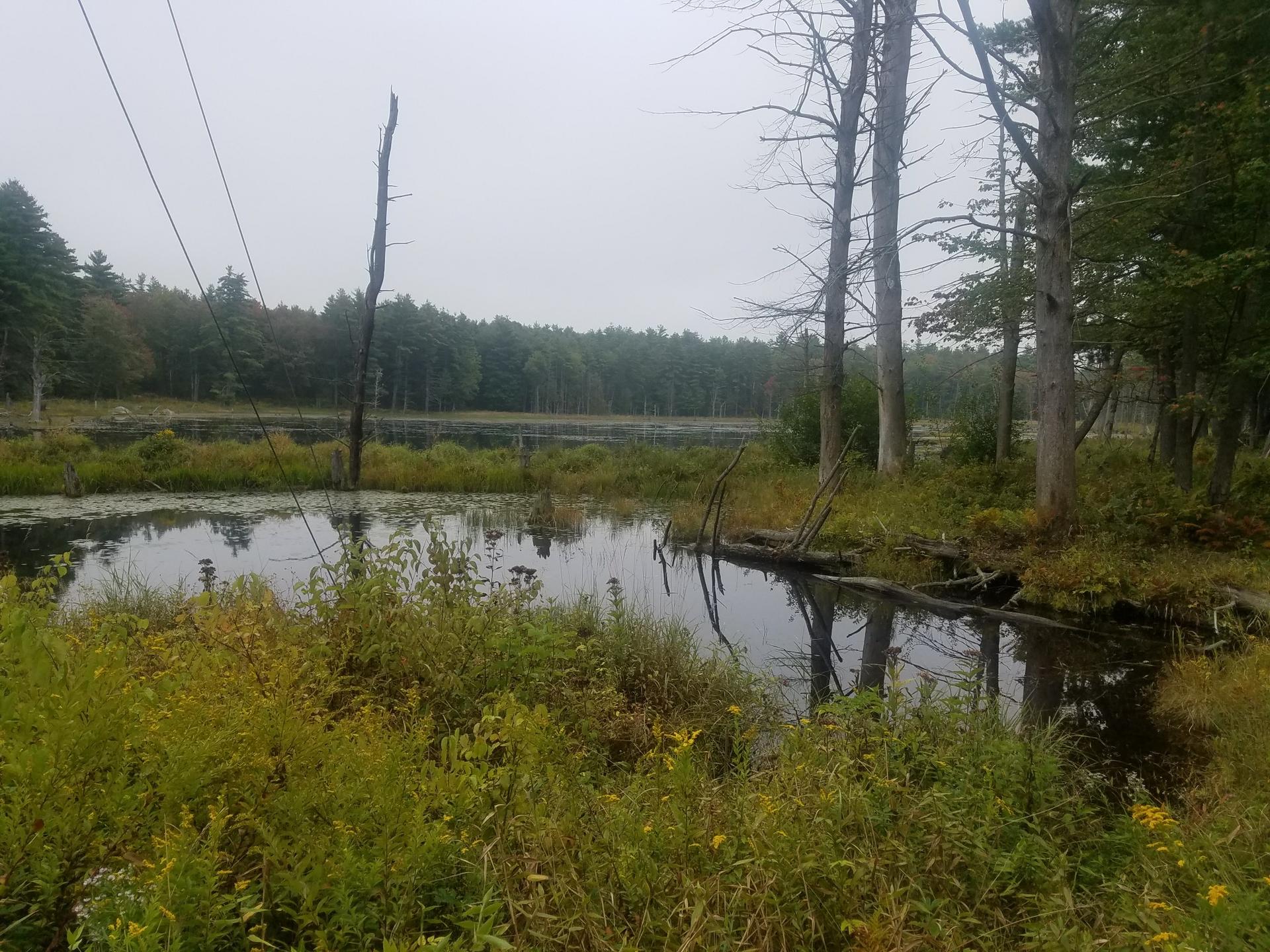 Overcast view of a still wetland with green foliage and bare trees.