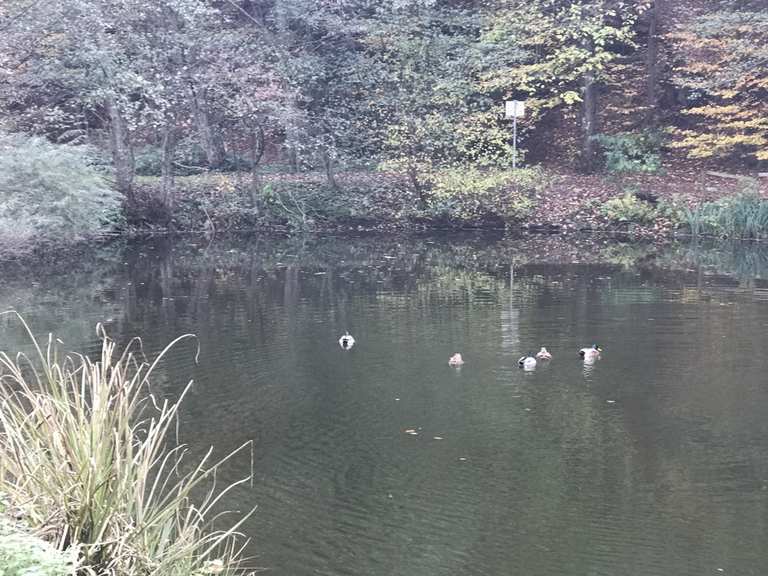 Eisweiher Pfälzerwald, RheinlandPfalz Wandertipps & Fotos Komoot