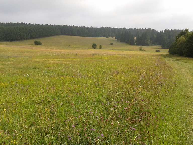 Fuchskaute Wanderungen und Rundwege komoot