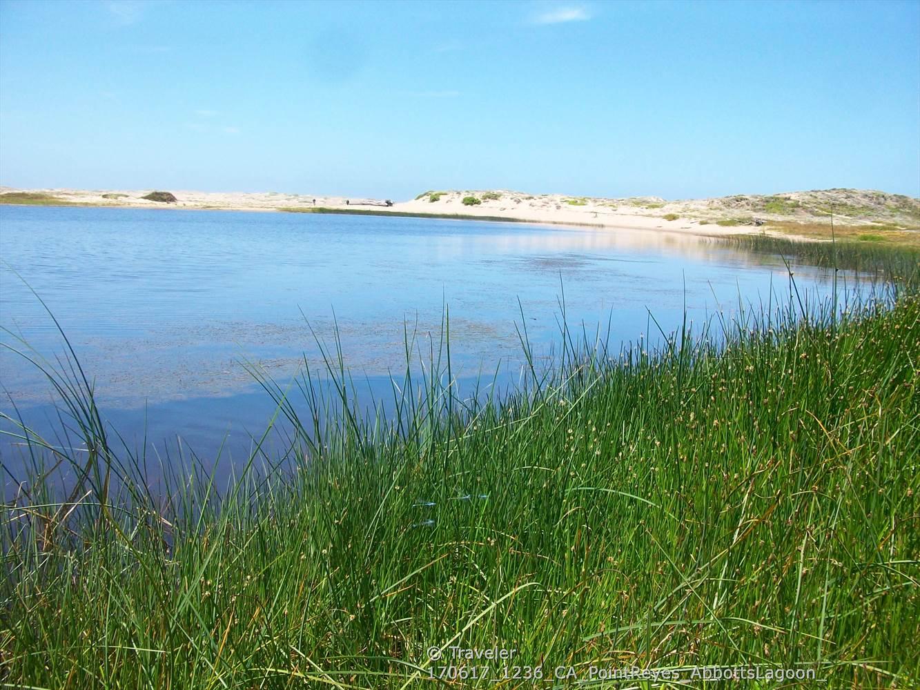 Tall green grass frames a calm lake with distant sand dunes on a sunny day.