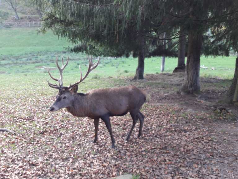 Wildpark Heigenbrücken - Routes for Walking and Hiking | Komoot