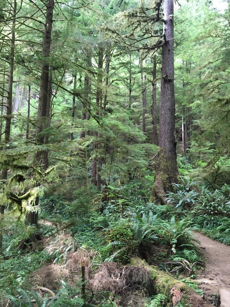 Dense, lush forest with tall trees, ferns, and a winding dirt path.