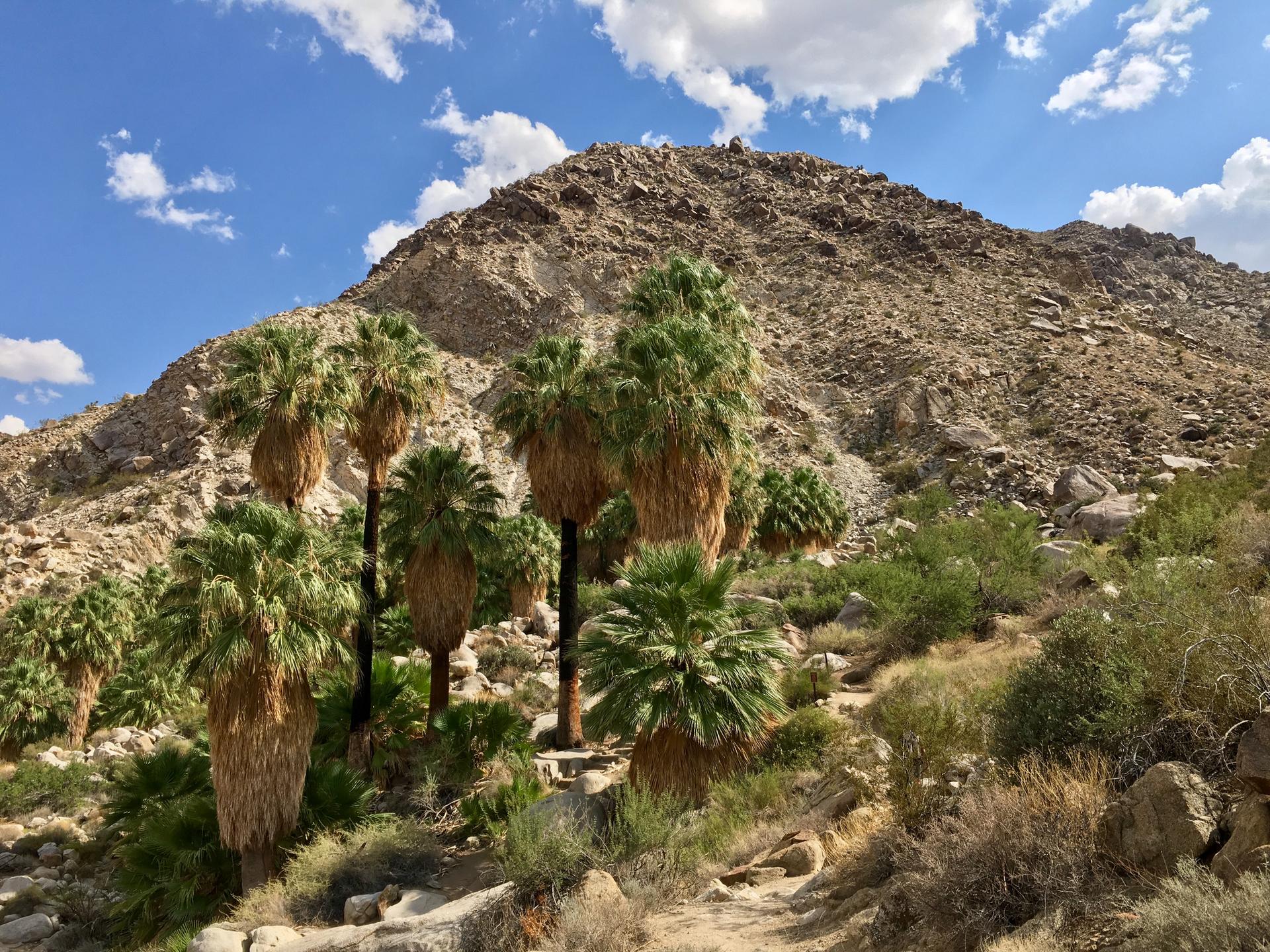 Cluster of tall palm trees at the base of a rocky mountain.