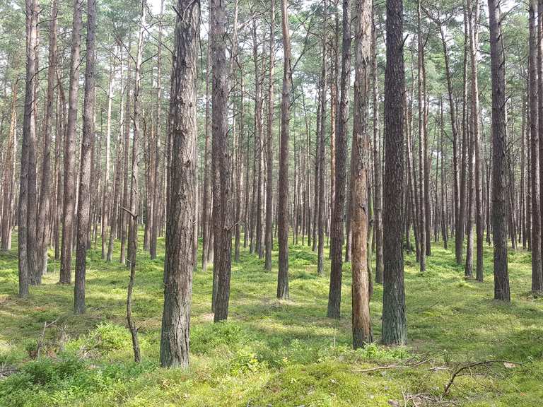 Radweg durch Darßer Urwald Born am Darß, Vorpommern