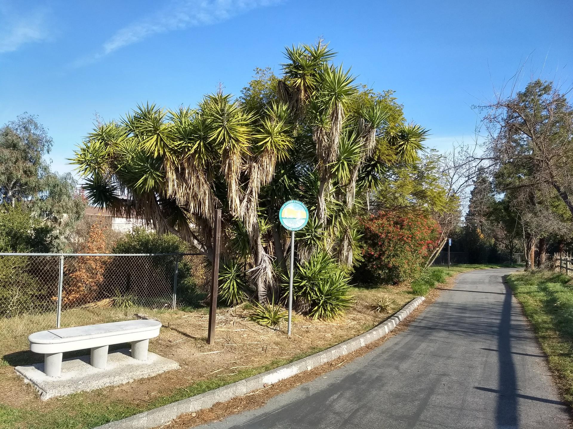 Sunny paved path with a concrete bench and large spiky green plants.