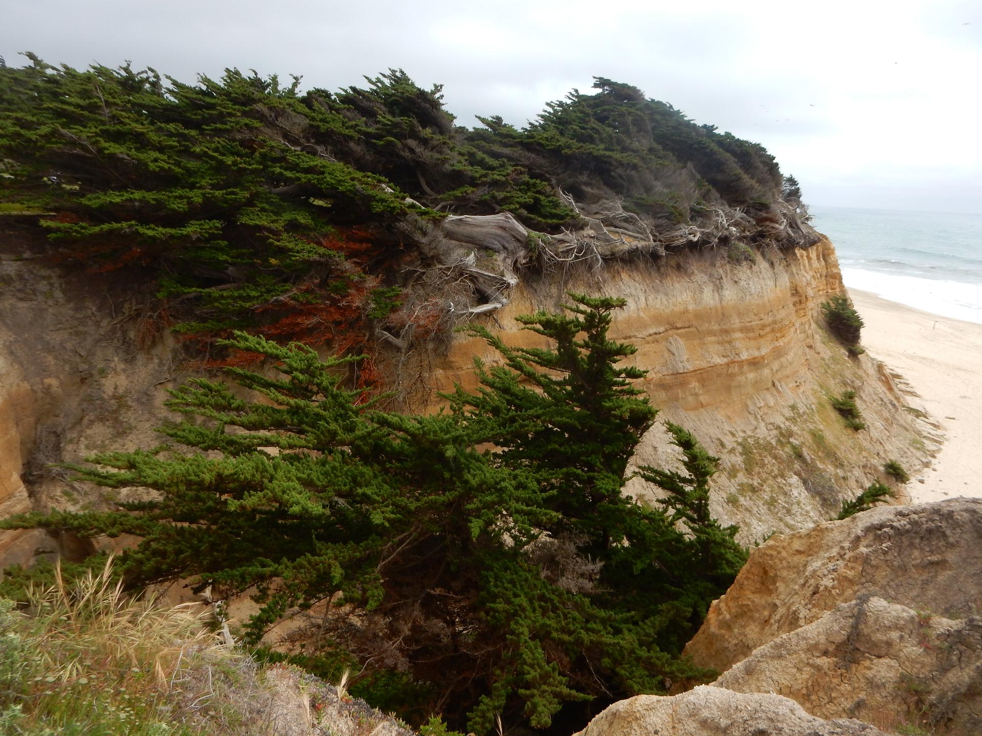 Overcast view of cypress trees on a sandy cliff overlooking the ocean.