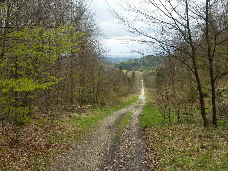 Alter Hohlweg - Routes for Walking and Hiking | Komoot