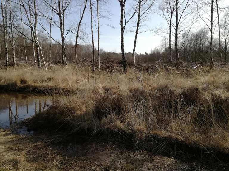Großer Teich Venner Moor Wanderungen und Rundwege komoot