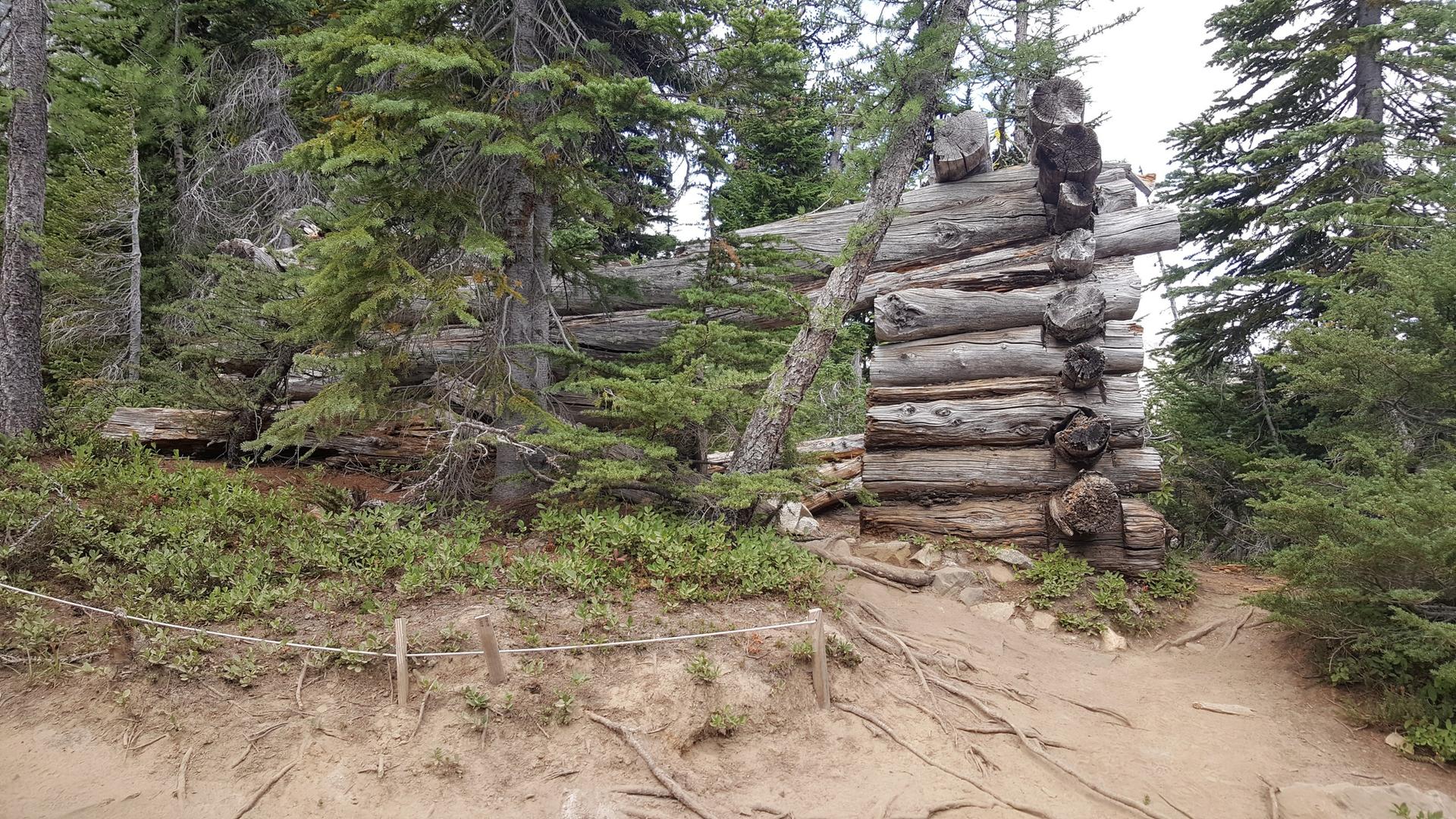 Weathered log cabin ruins surrounded by pine trees and a dirt path.