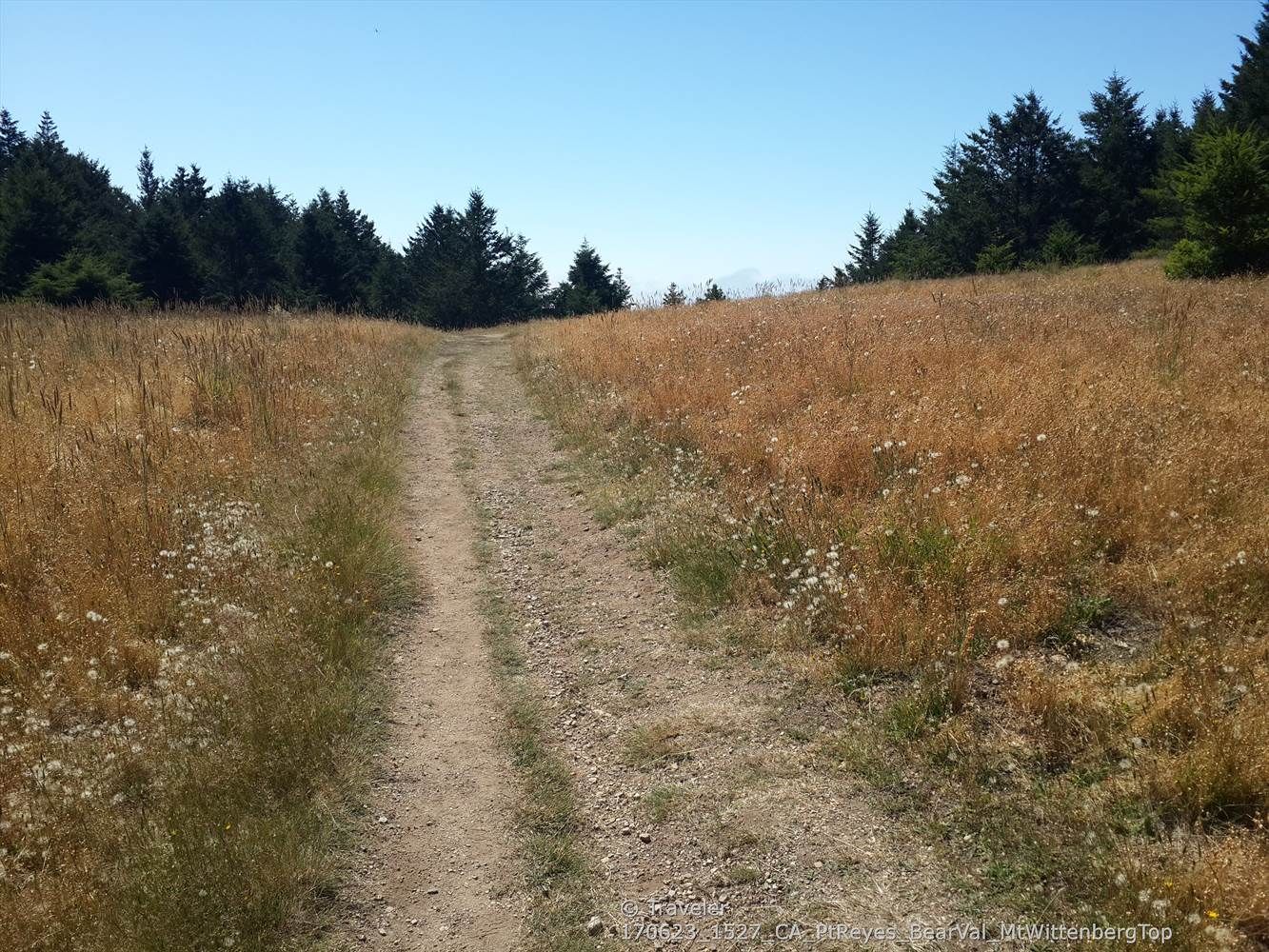 Dirt path through a dry grassy field, leading towards a line of evergreen trees. - Sky Trail and Bear Valley Loop