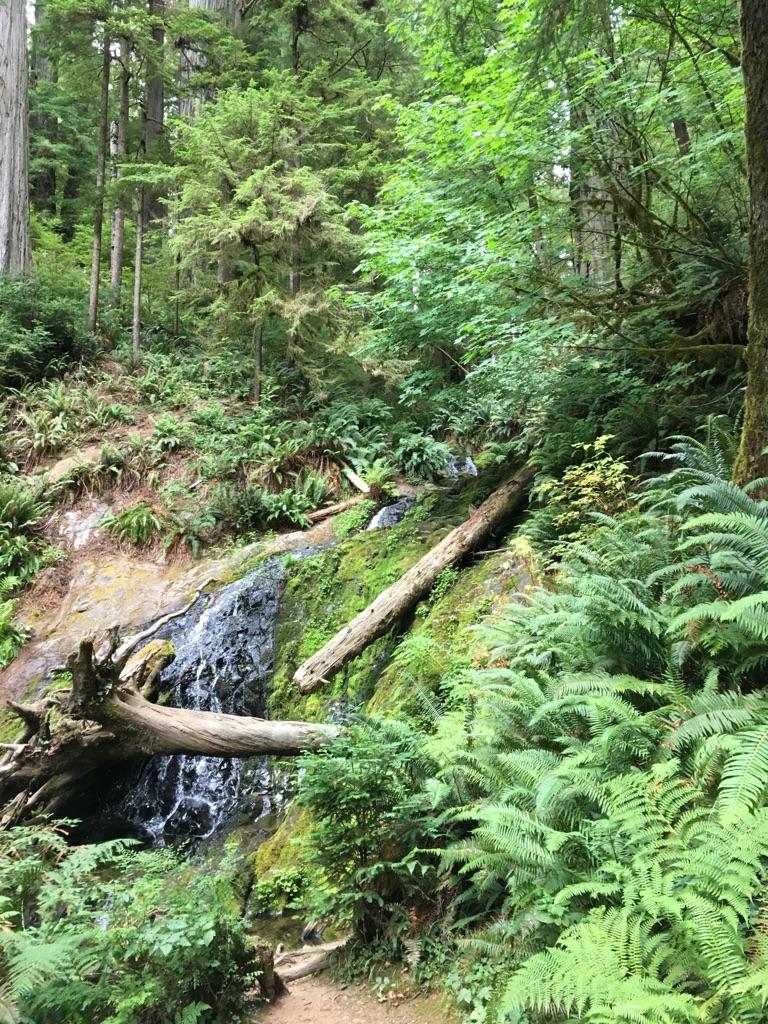 Small waterfall cascading over mossy rocks and fallen logs in a lush forest.