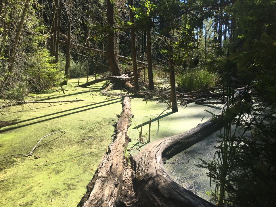 Bright green duckweed covers a swampy forest floor with fallen logs, sunny.