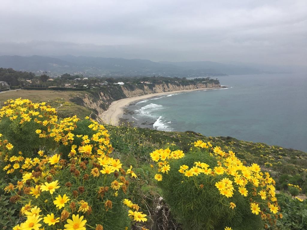 Yellow wildflowers in foreground, coastal cliffs, beach, and ocean under cloudy sky.
