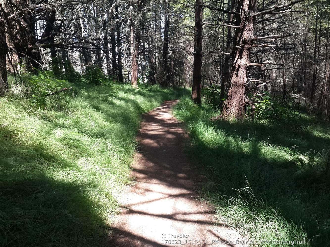 Shaded dirt path through a dense forest with tall trees and green undergrowth.
