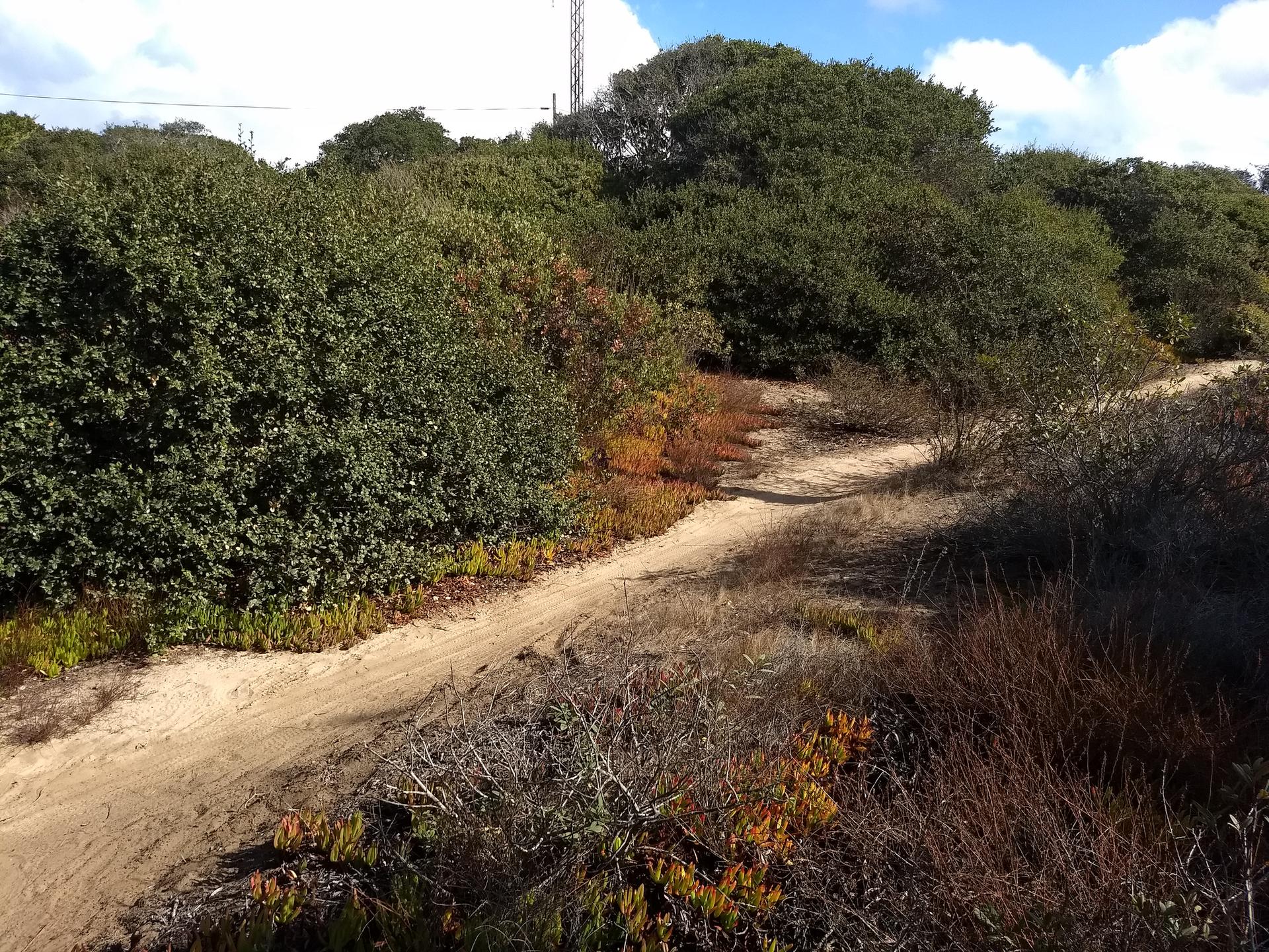 Sunny dirt path winding through dense green and reddish-brown bushes.