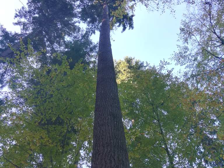 Höchster Baum Deutschlands Wanderungen und Rundwege komoot