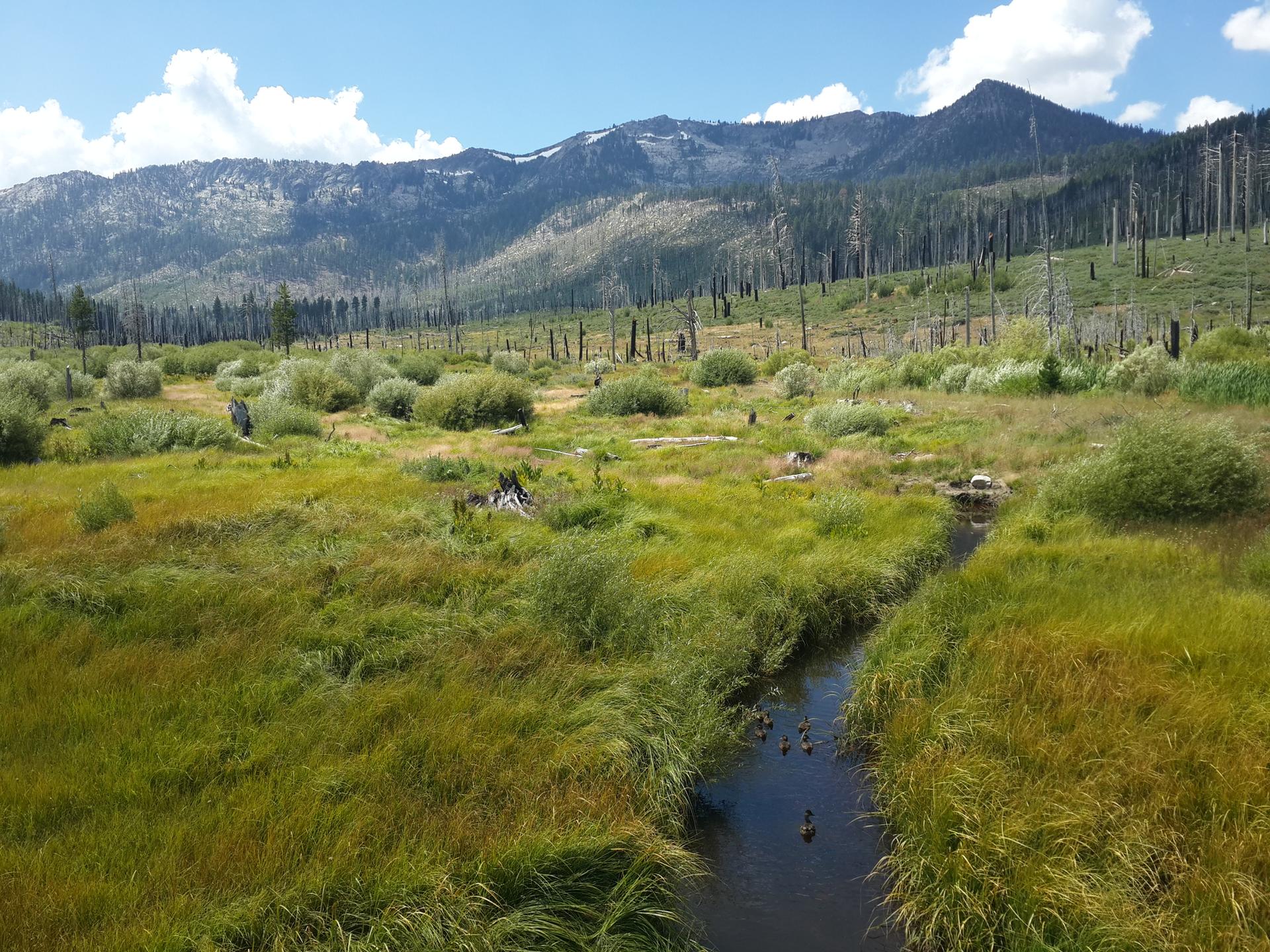 Narrow stream winds through a green meadow with distant mountains and dead trees.