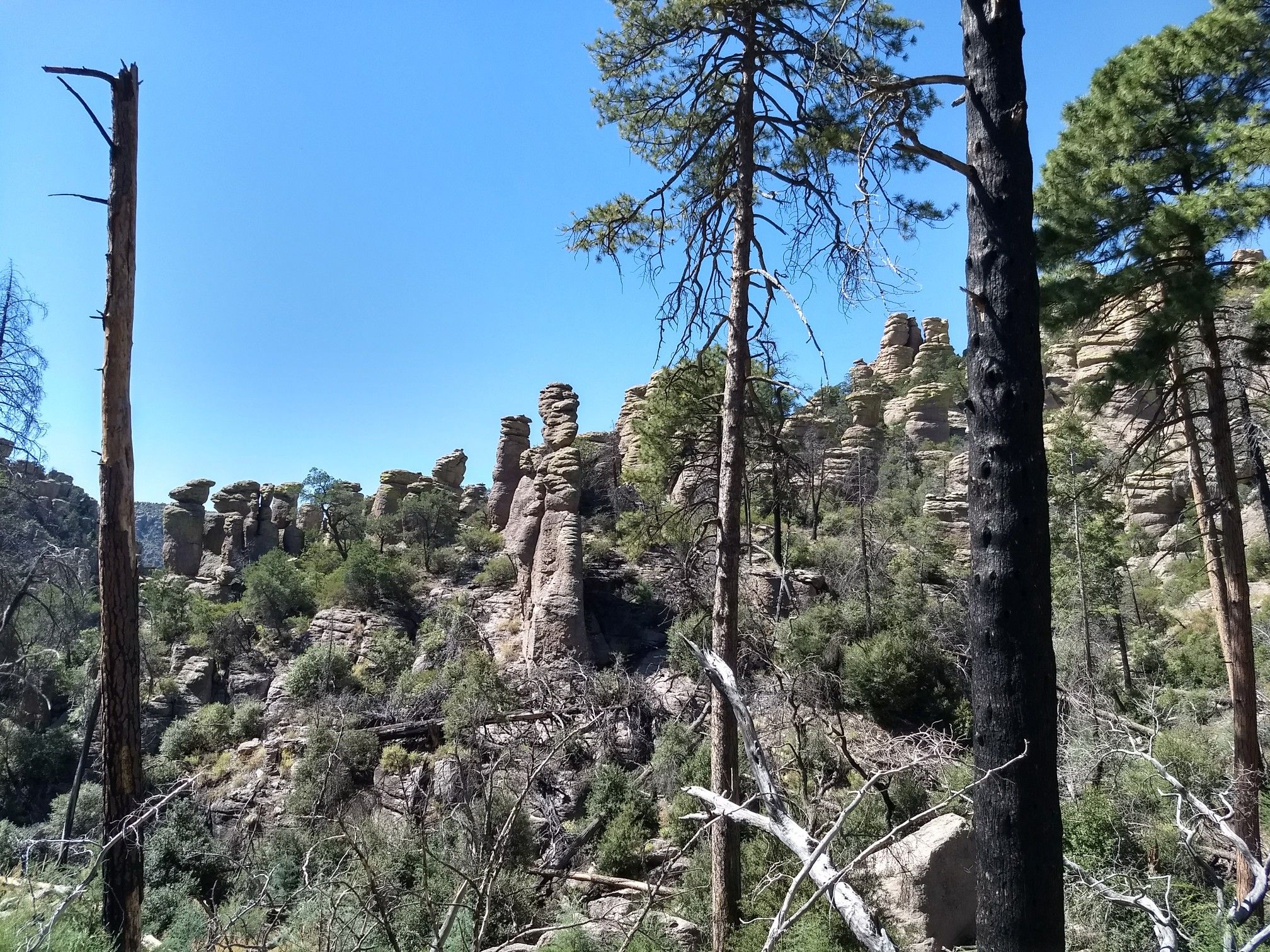 Numerous rock pinnacles and dead trees in a sunny, rocky landscape. - Balanced Rock in Echo Canyon – Echo Park loop from Chiricahua National Monument