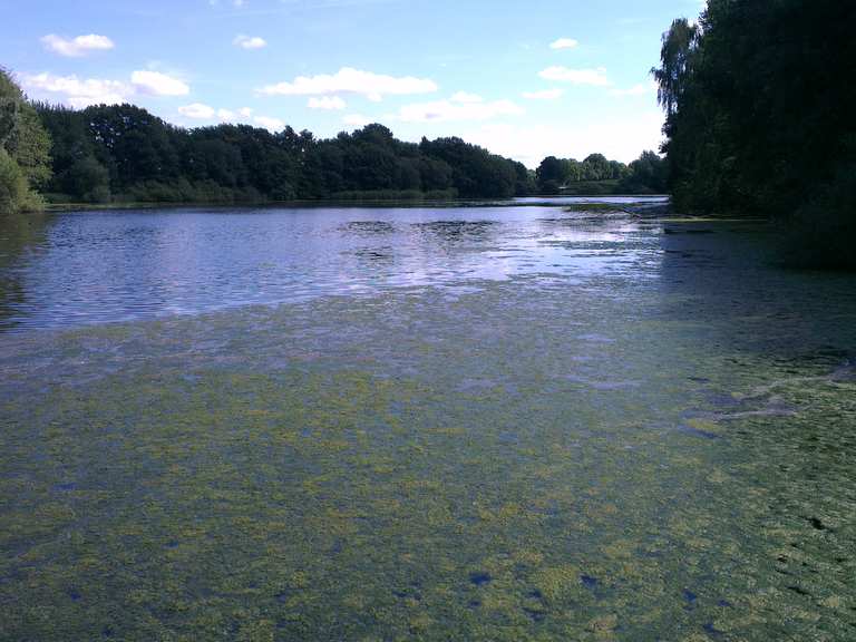 Timmenhorner Teich Radtouren und Radwege komoot