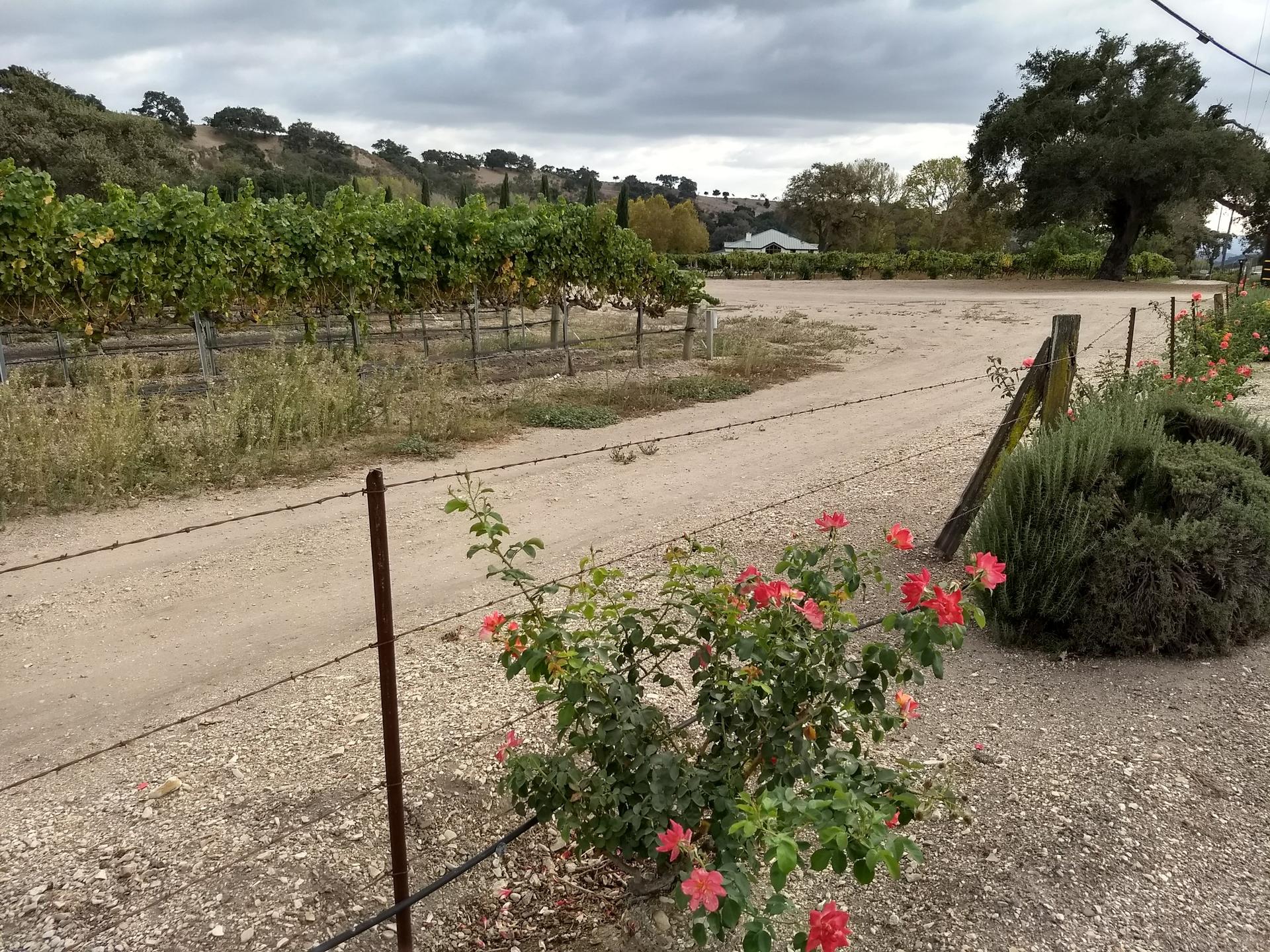 A dirt road next to a vineyard with red roses and cloudy sky.