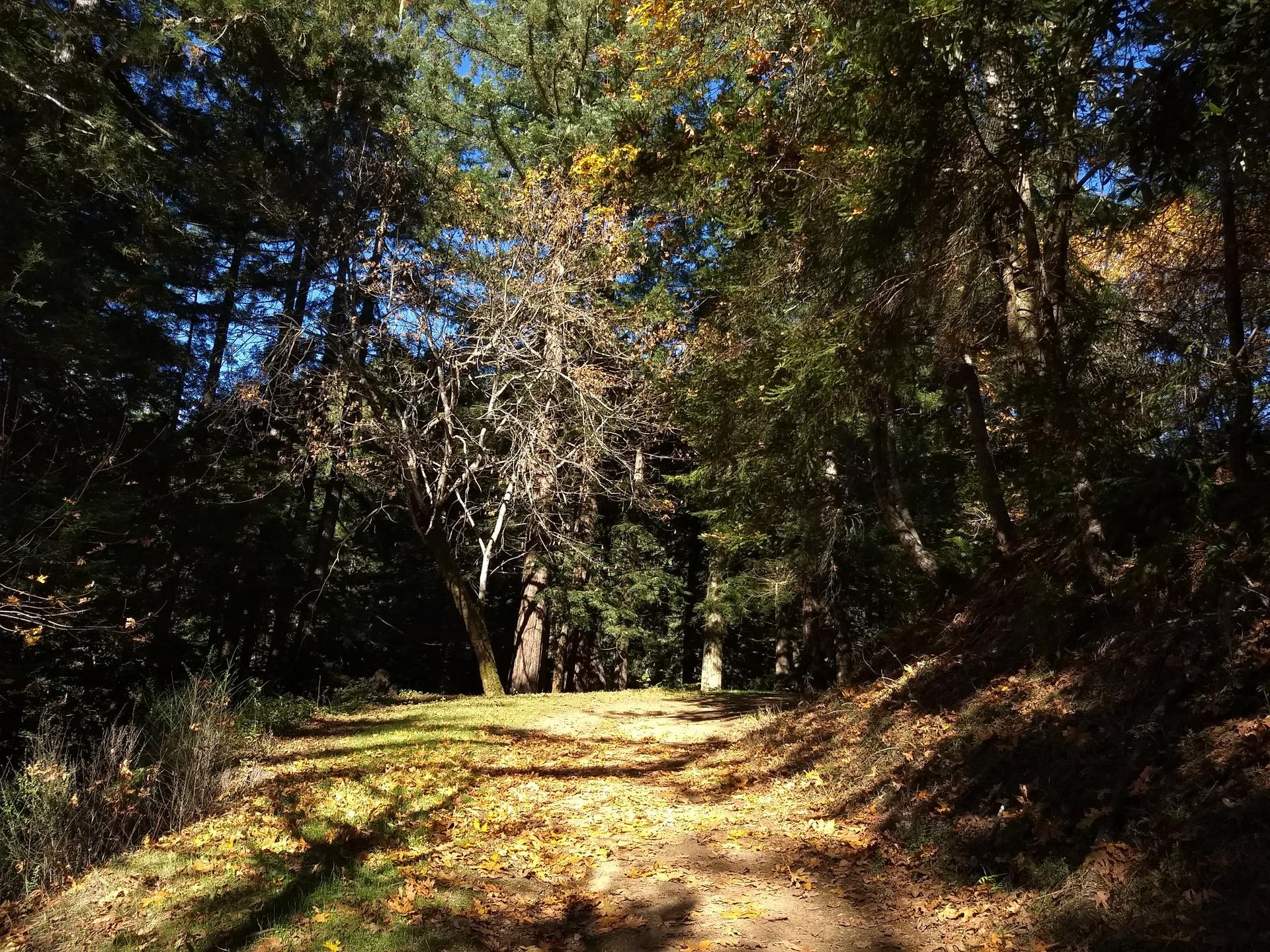 A sunlit forest path covered in autumn leaves, surrounded by tall trees.