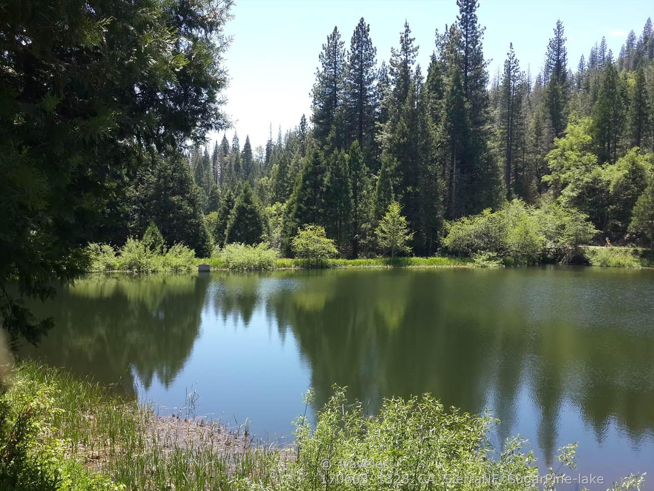 Serene lake reflecting a dense pine forest under a bright sky.