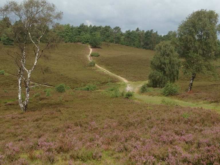 Brunsberg Wanderungen und Rundwege komoot