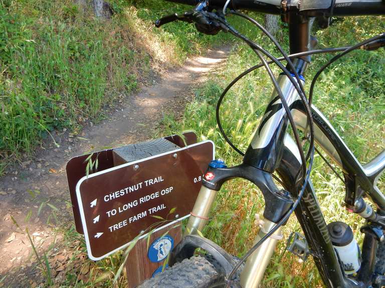 Tree farm discount mountain bike trail