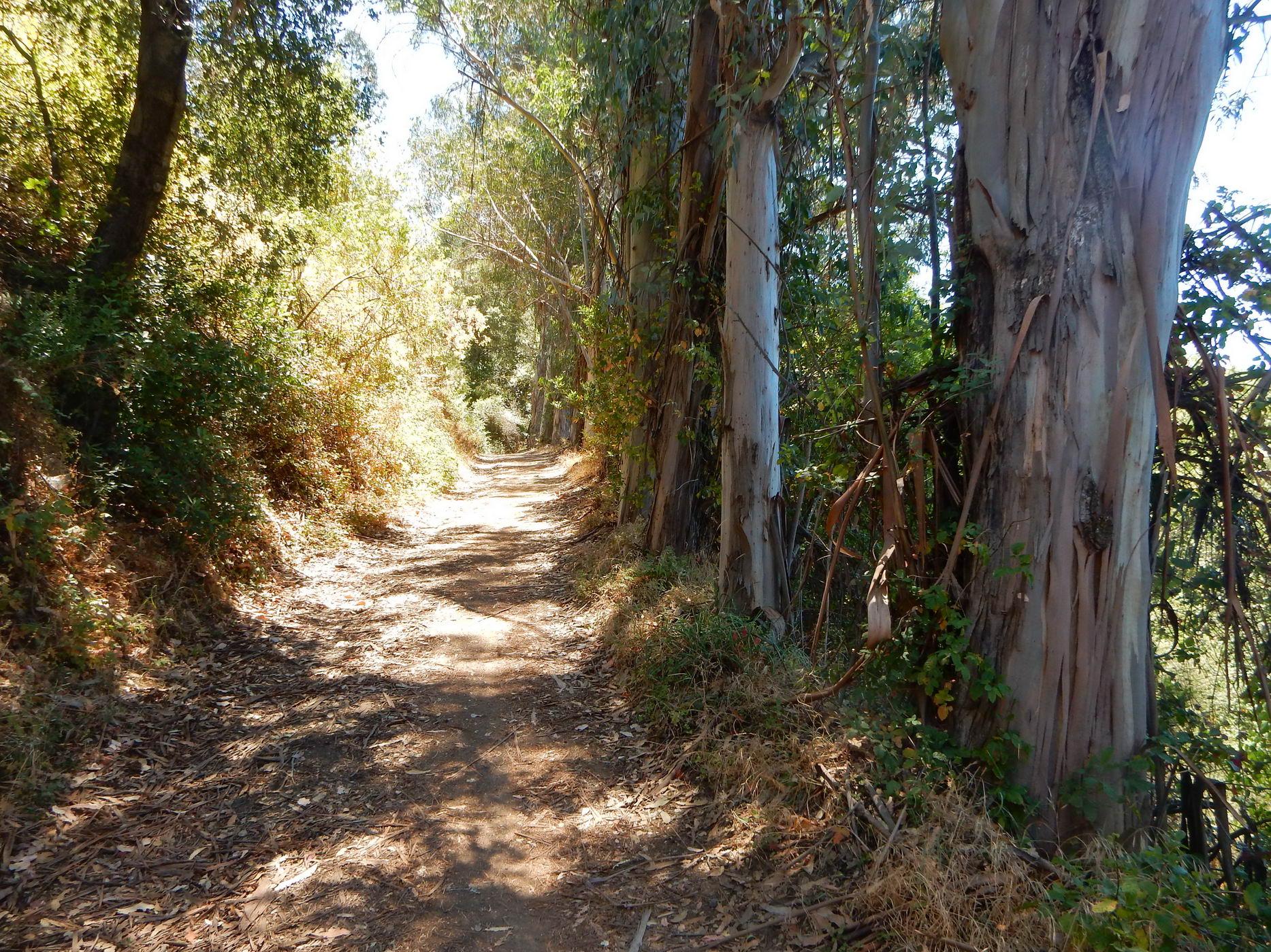 A sun-dappled dirt path winding through a forest of tall trees.