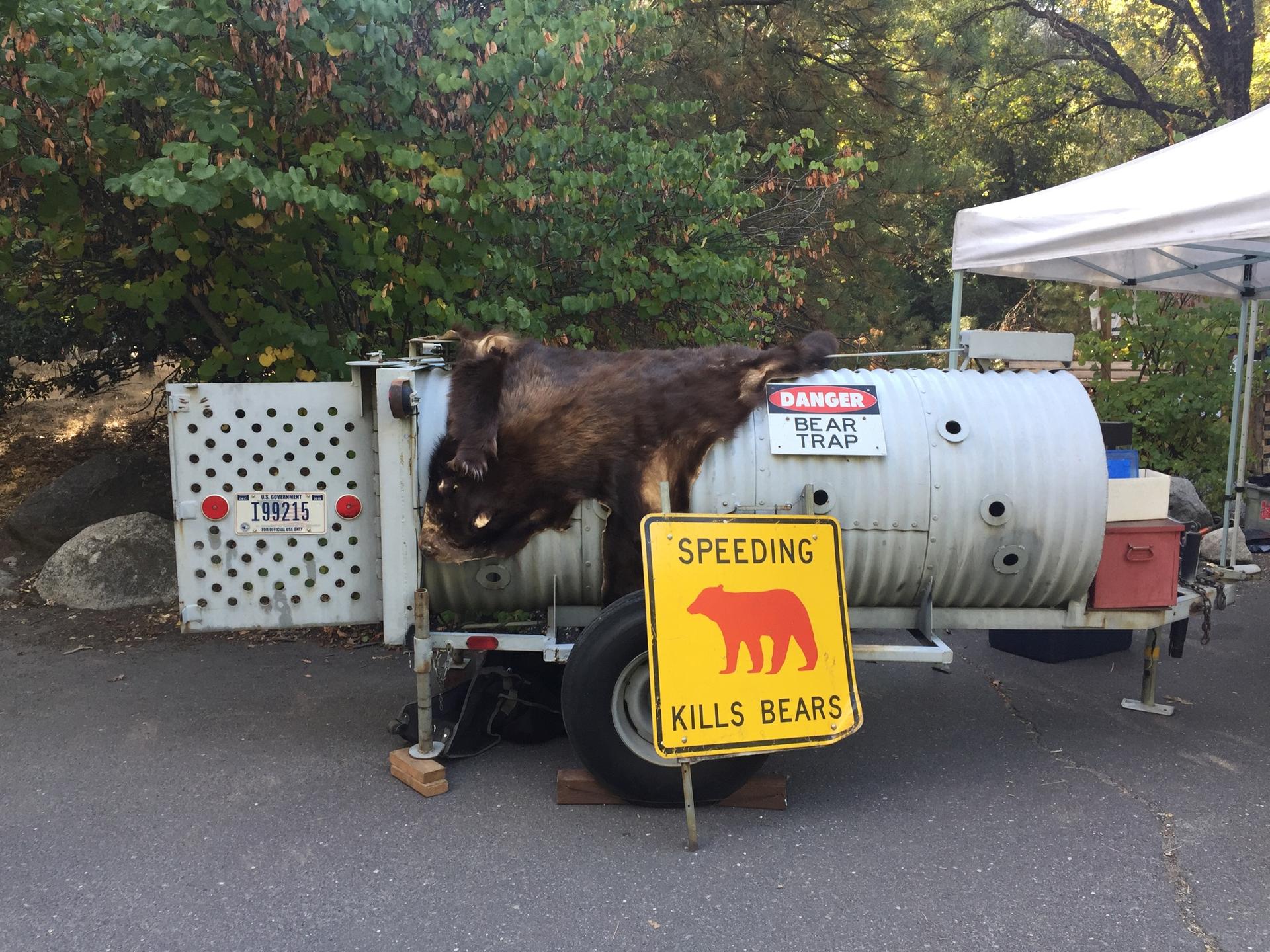 A bear trap trailer with a warning sign and a large brown bear on top.