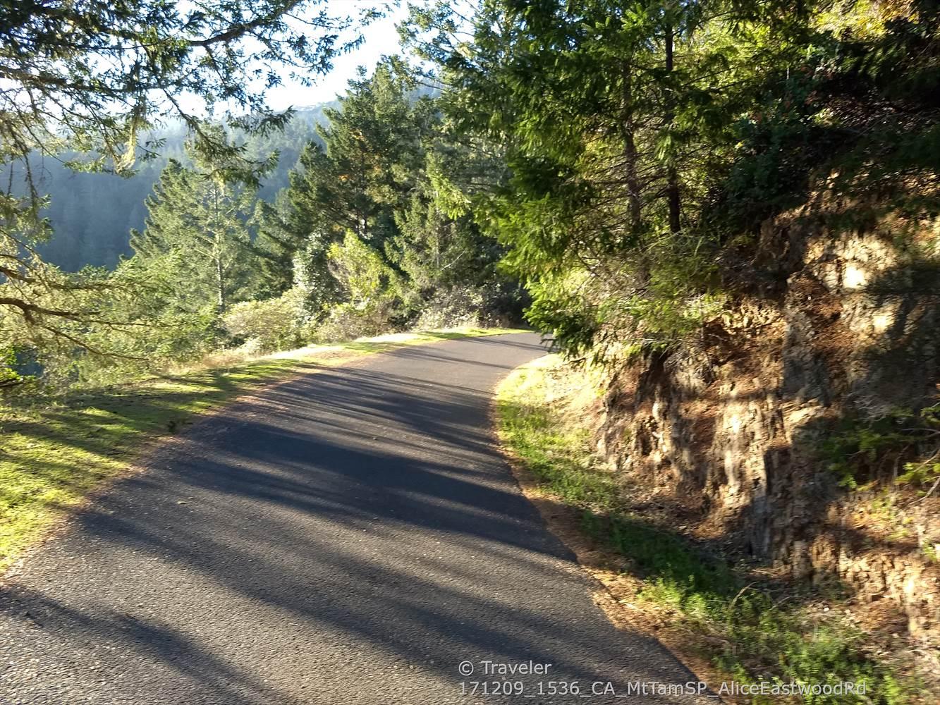 A paved road curves through a sunny forest, casting long shadows.