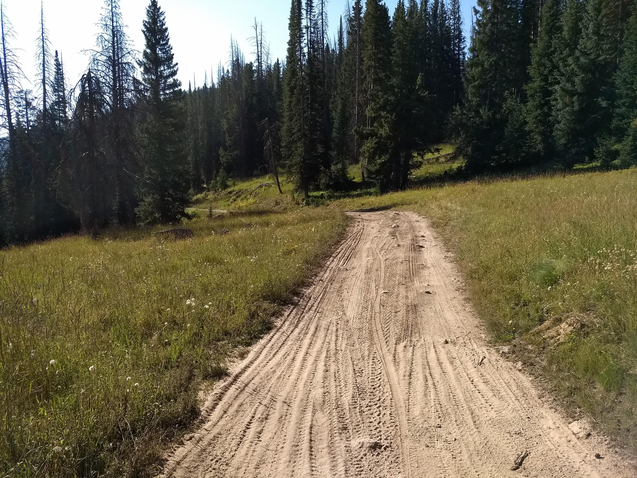 Dirt road with tire tracks through a sunny grassy field and dense pine forest.
