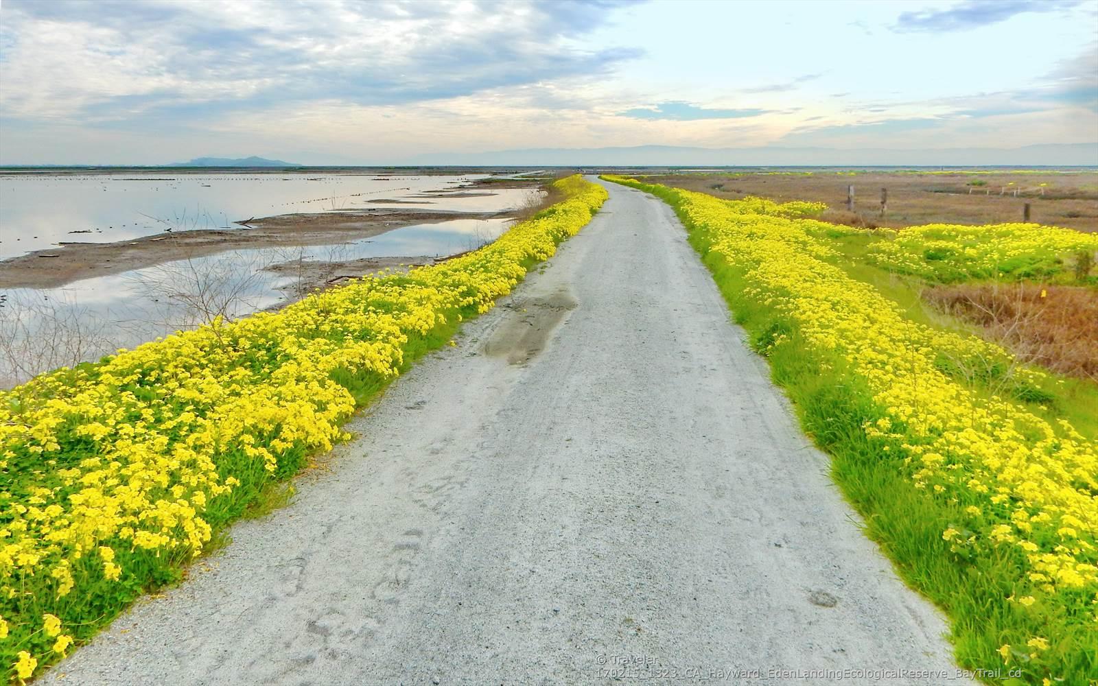 A gravel path is lined with vibrant yellow flowers next to water.