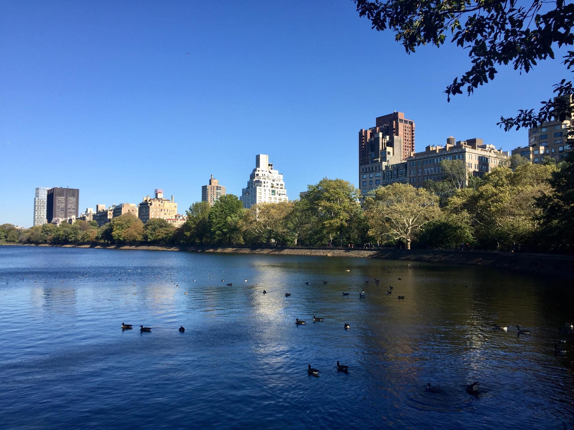 Ducks swim in a lake with a city skyline and trees under bright sun.