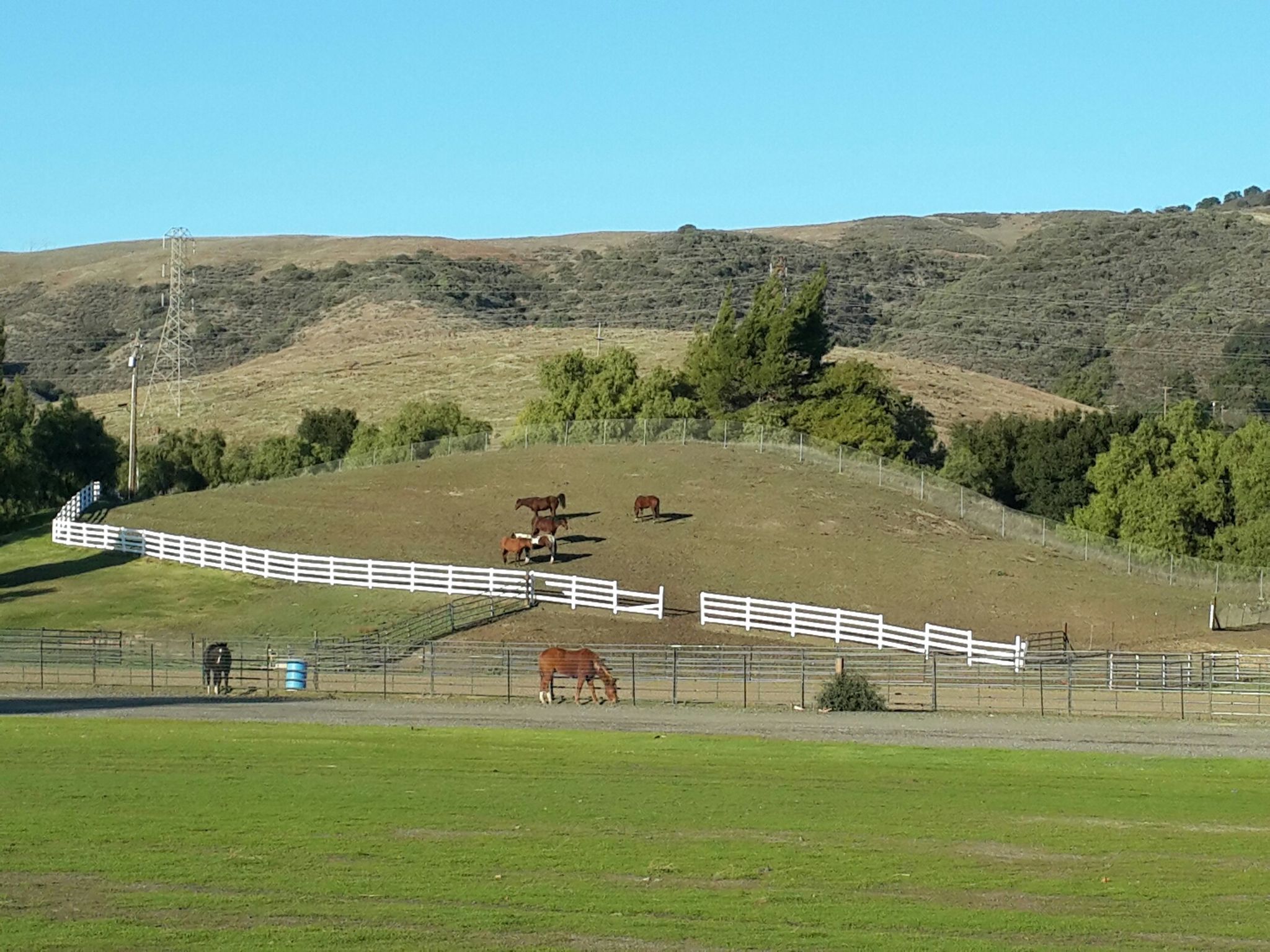 Horses graze on a grassy hillside with a white fence under a clear sky. - Coyote Creek Trail