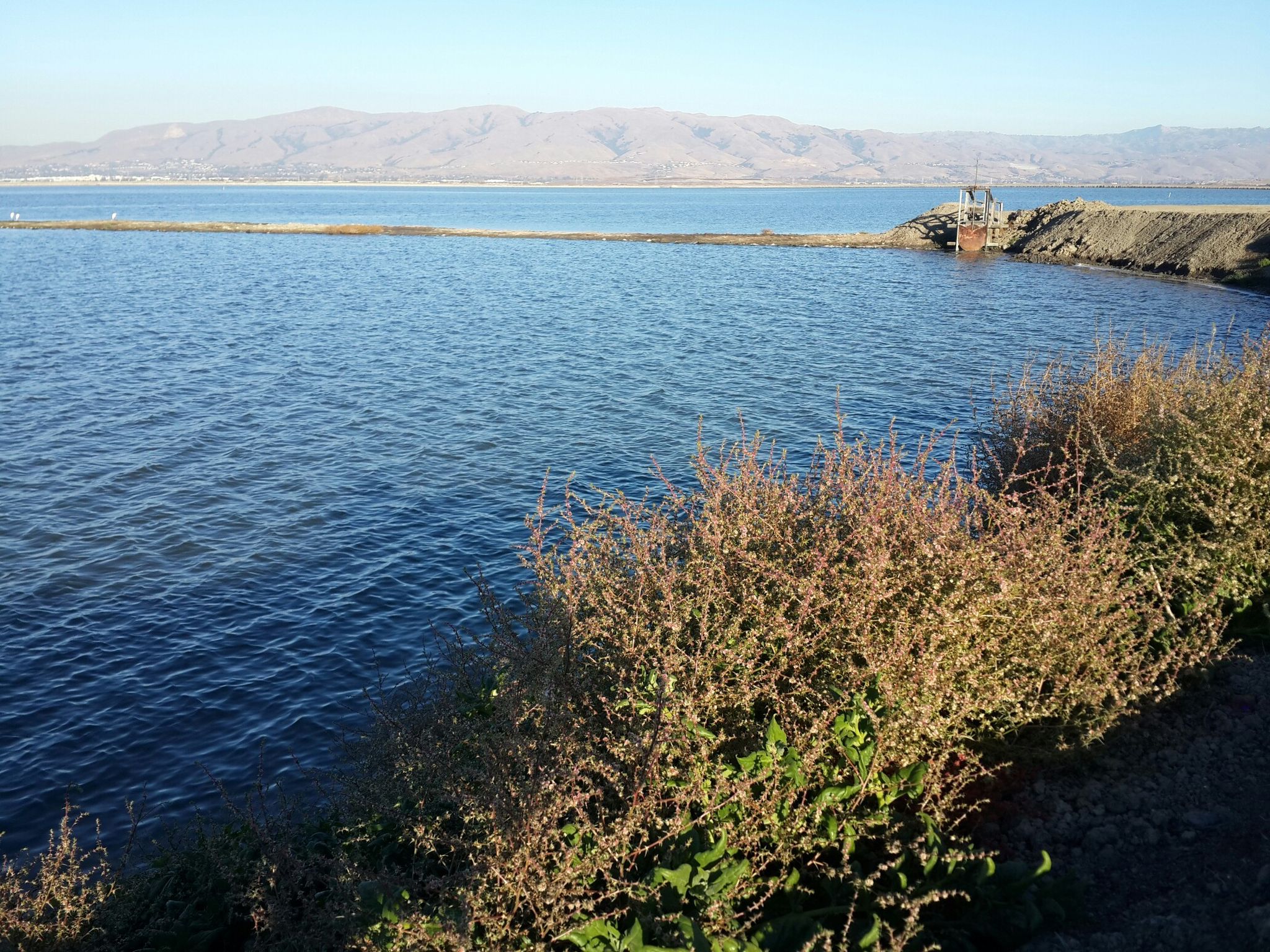 Expansive blue water with distant mountains and a clear sunny sky. - San Francisco Bay Trail: Alviso Slough Loop