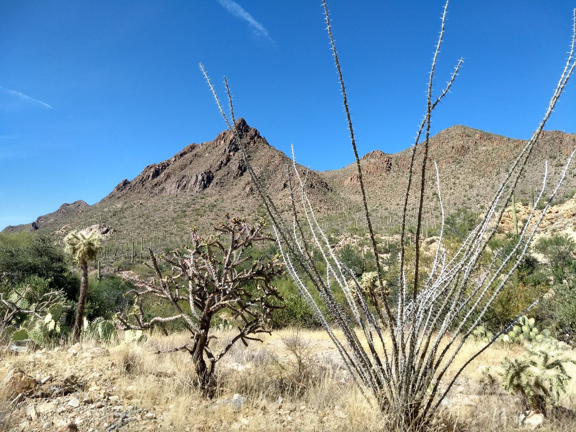 Desert landscape with spiky ocotillo plants and mountains under a clear blue sky. - Start of Coatamundi trail – Cheops Trail loop from Banks Elementary School