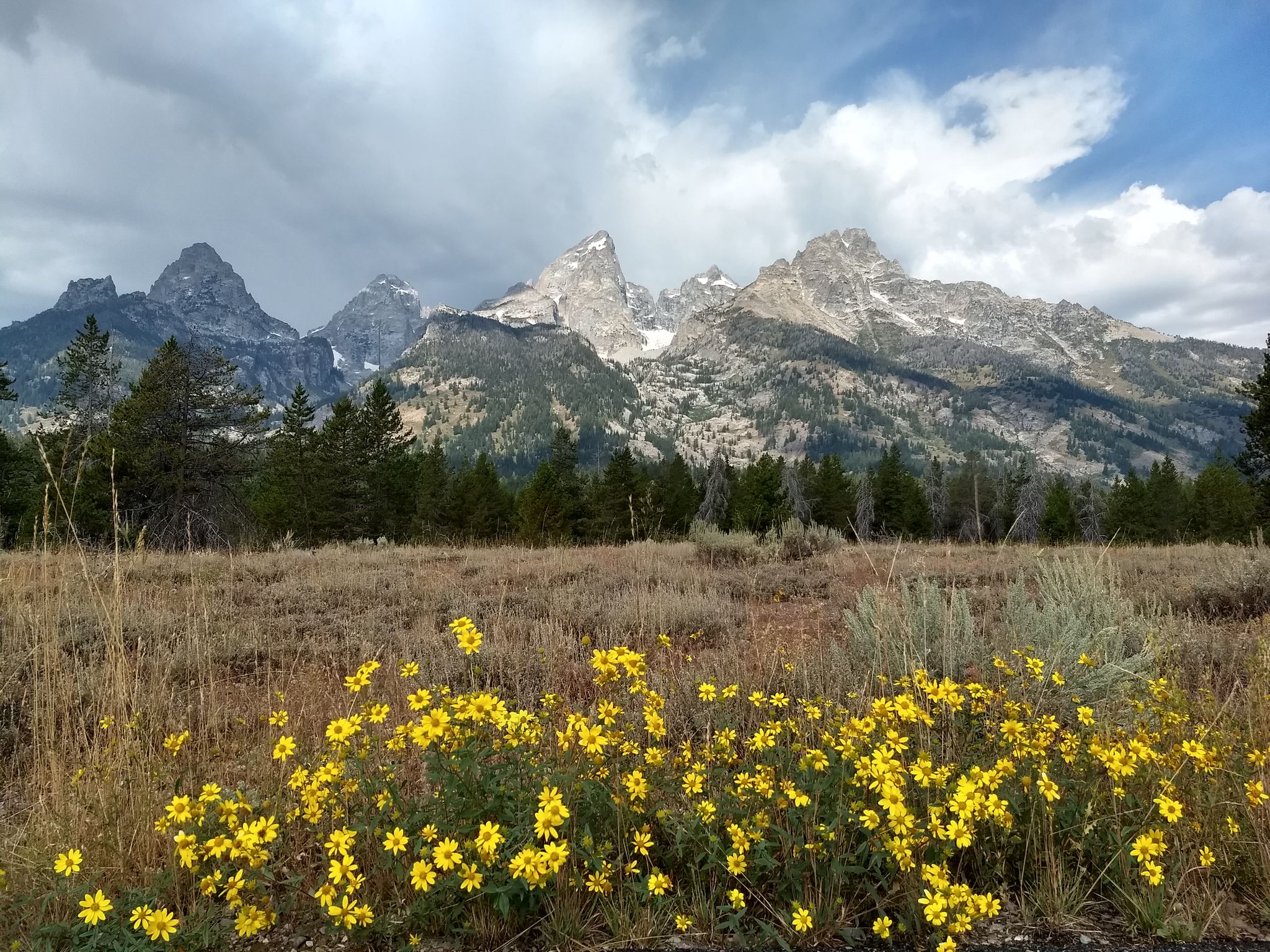 Yellow wildflowers in foreground with majestic mountains under cloudy sky. - Snake Lake Loop Trail