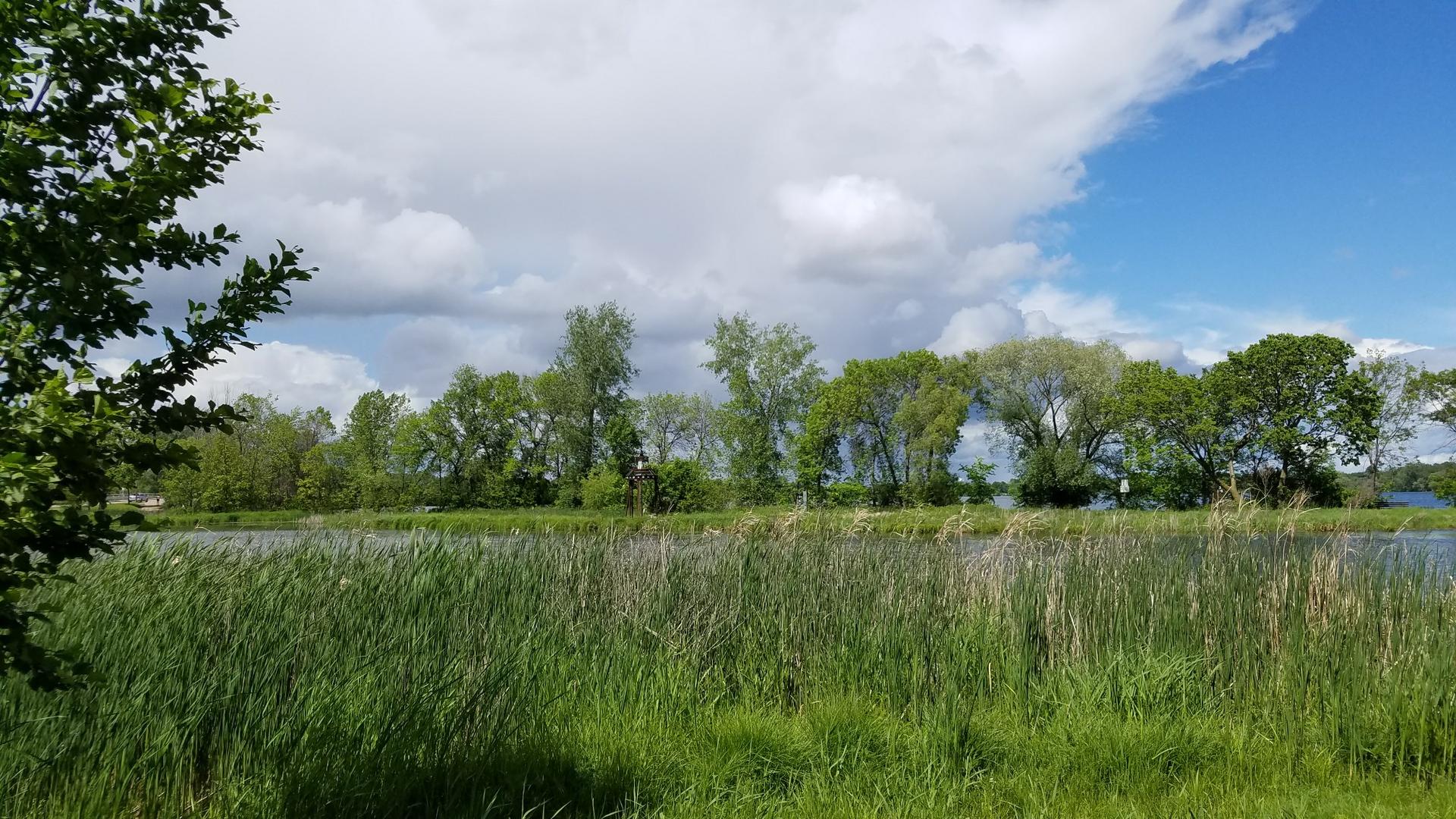 Lush green reeds and trees beside a lake under a cloudy sky.