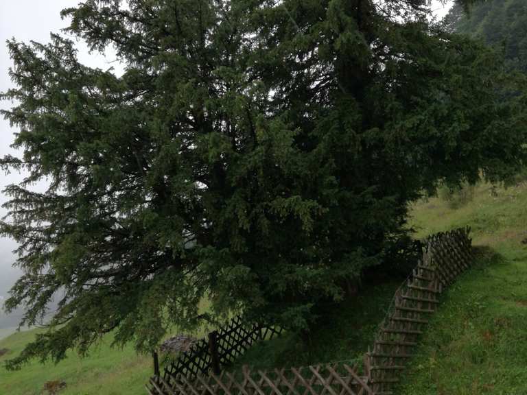 eibe hixi Becher-Eibe Hicksii (Taxus media 'Hicksii') - Mit Beeren | 80-100 cm mit  Wurzelballen