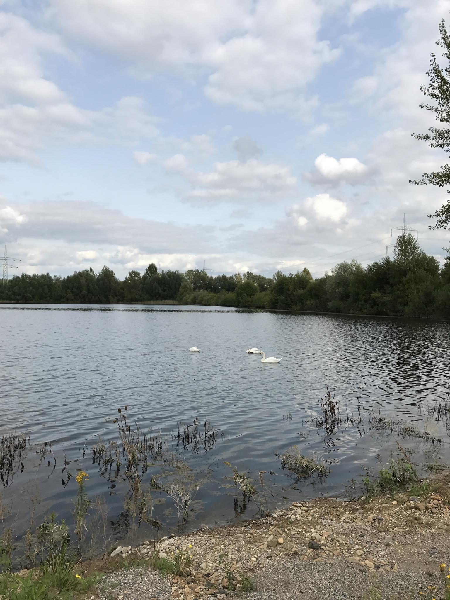 Seen Bei Koldingen – Koldinger Teiche / 2 Bänke Runde Von Hannover ...