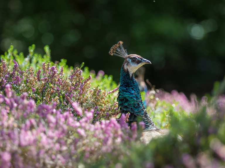 Forstbotanischer Garten & Friedenswald Routes for Walking and Hiking