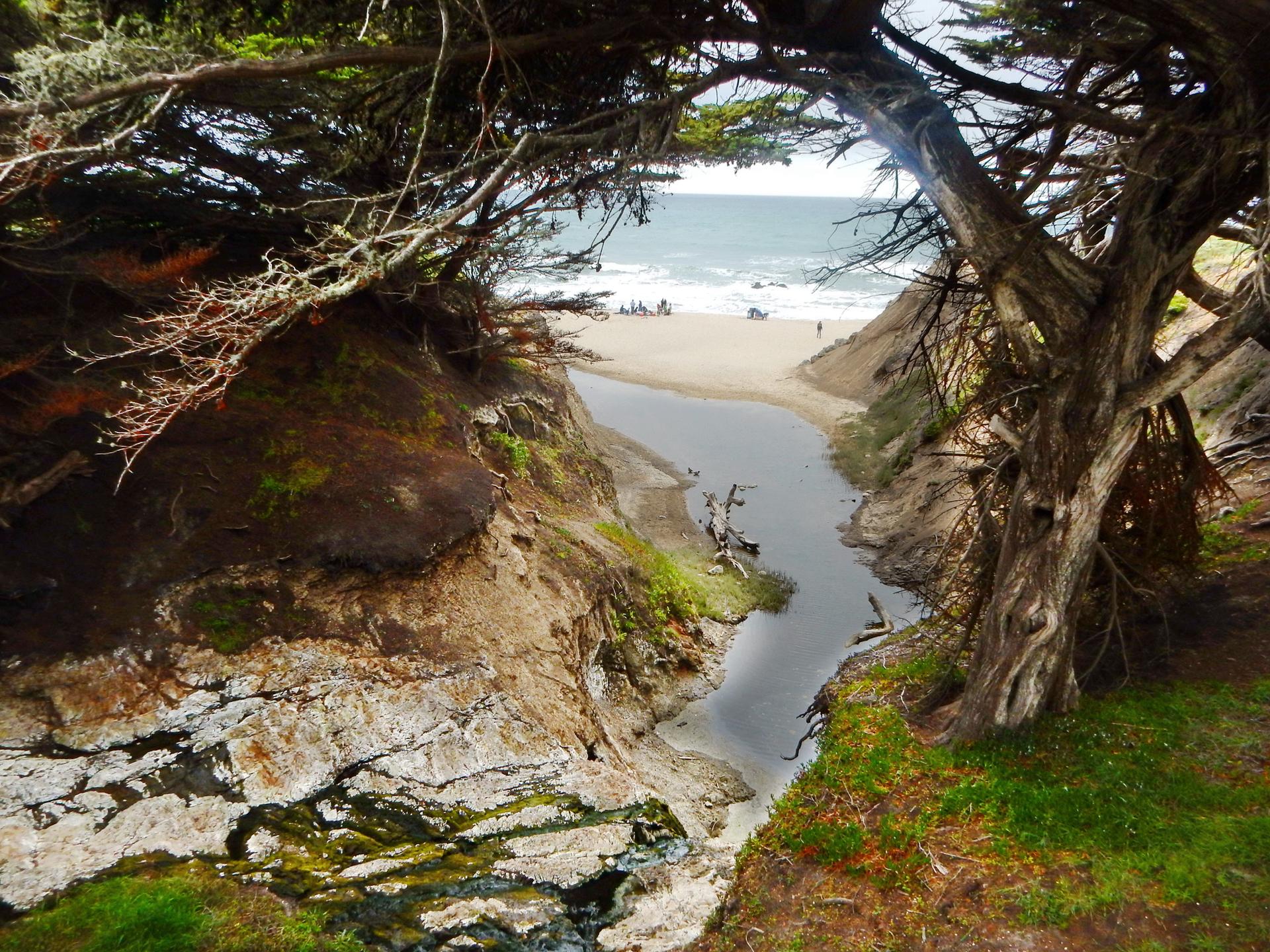 Stream flowing to a sandy beach and ocean, framed by gnarled tree branches.